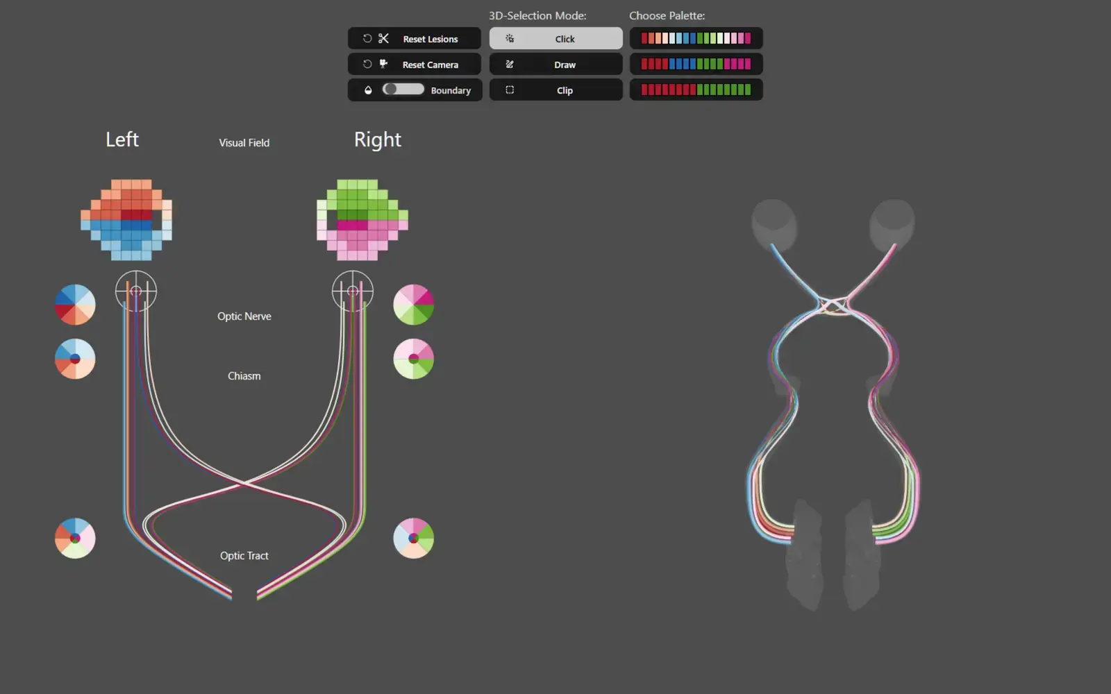 Visualizing the Human Visual Pathway